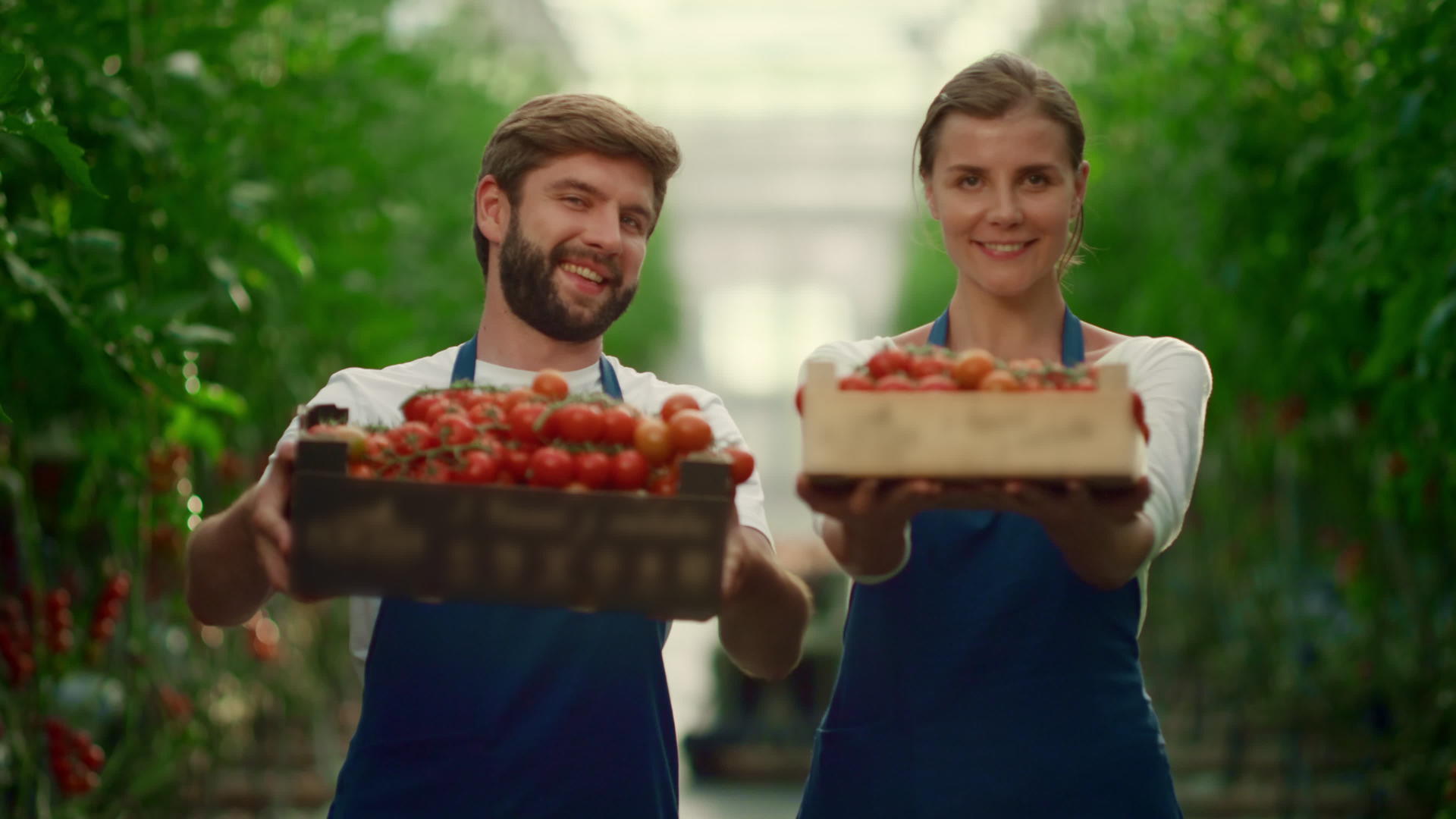 商业农民在温室种植园展示西红柿蔬菜盒篮子视频的预览图
