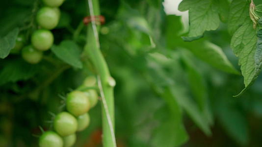 在现代蔬菜种植园中番茄种植温室农业视频的预览图