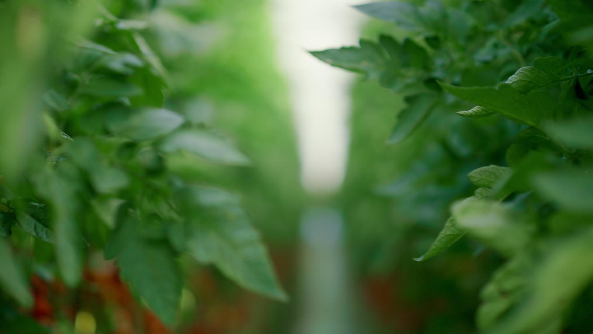 温室番茄当地商业现代种植园种植农业视频的预览图