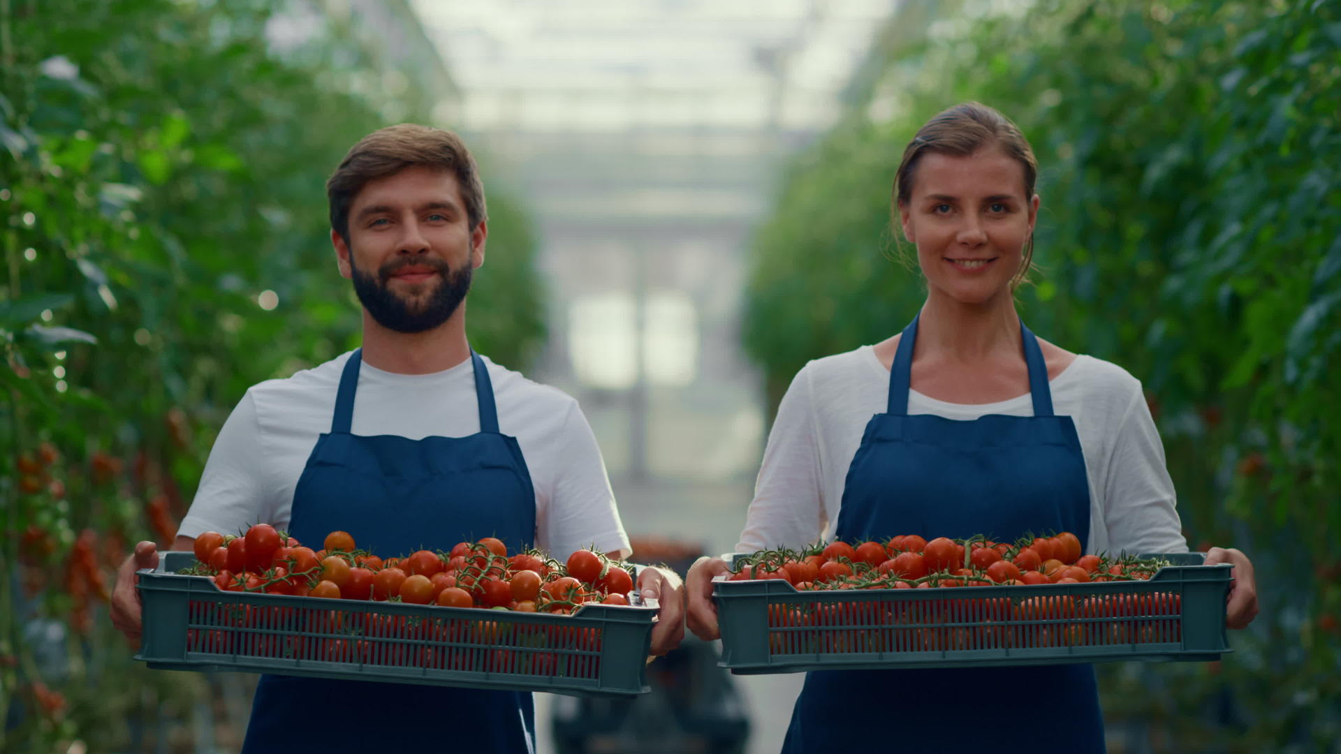 农民夫妇在现代温室里展示收获番茄菜篮视频的预览图