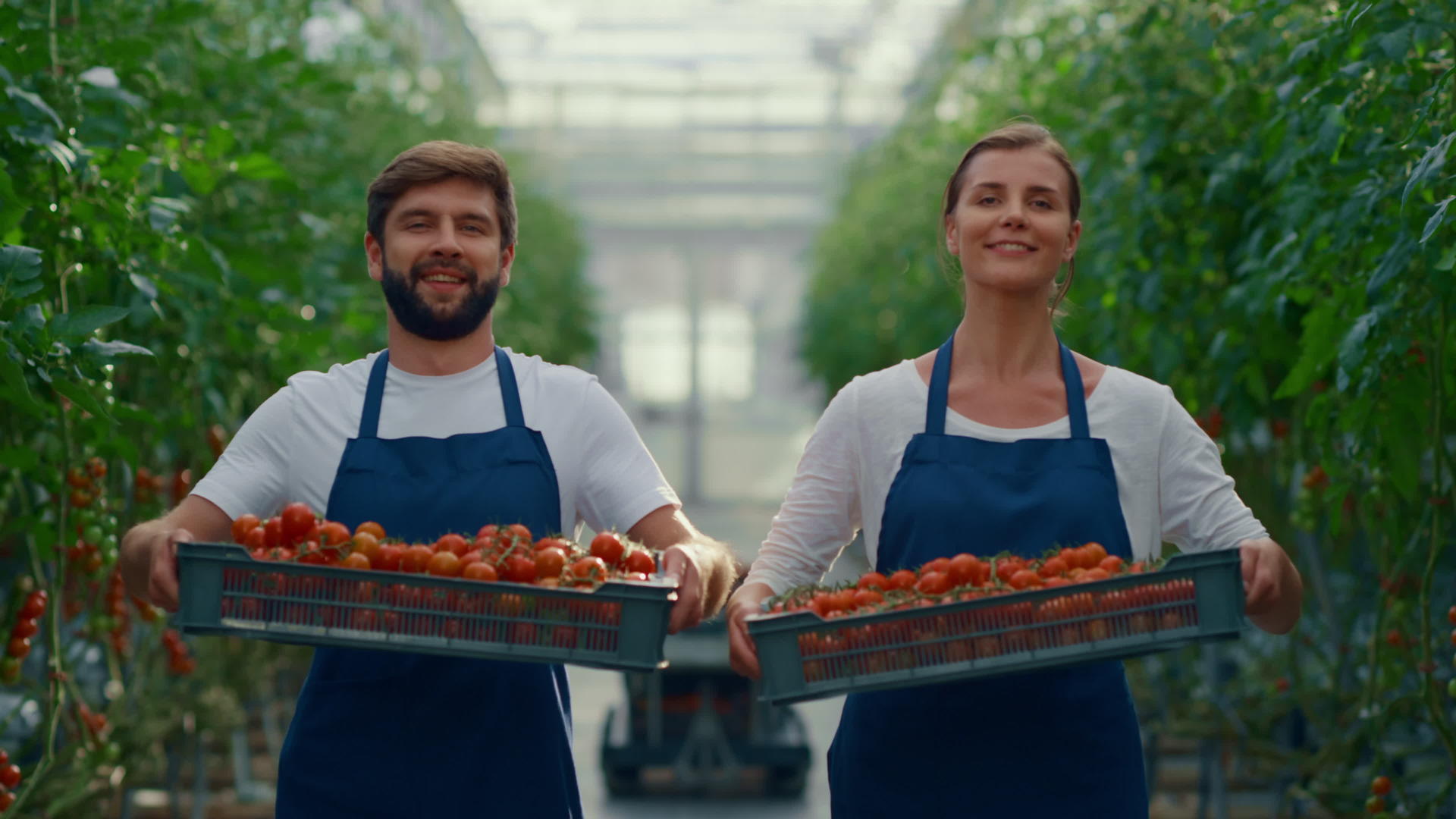 在种植园里两位农民企业主展示菜篮番茄视频的预览图