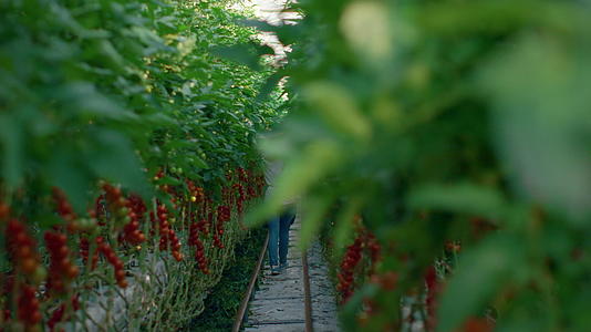 在温室里农民农学家检查番茄种植生态食品的收获情况视频的预览图
