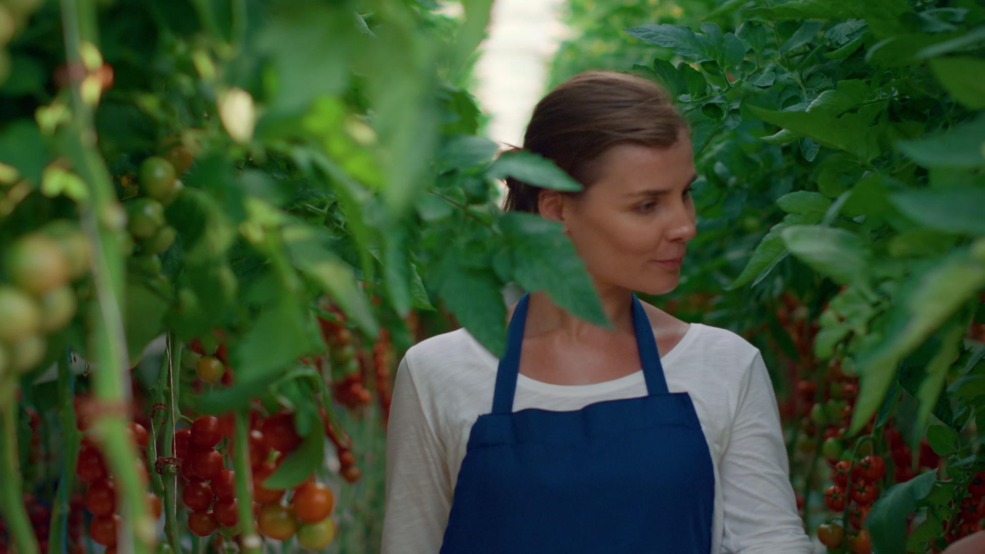 现代有机农场女农艺师检查番茄收获栽培视频的预览图