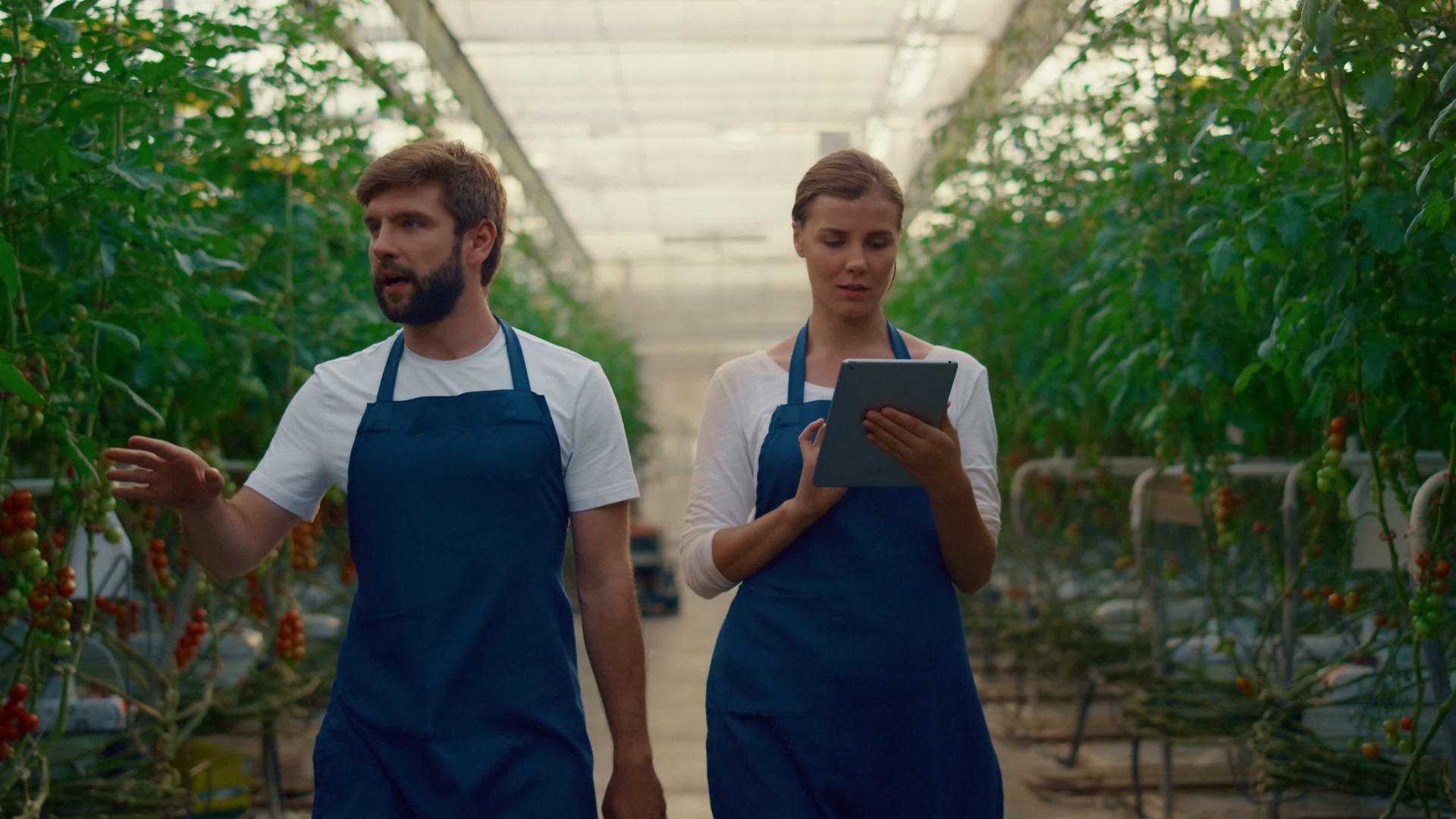 企业家夫妇在温室里用平板电脑检查蔬菜种植园视频的预览图