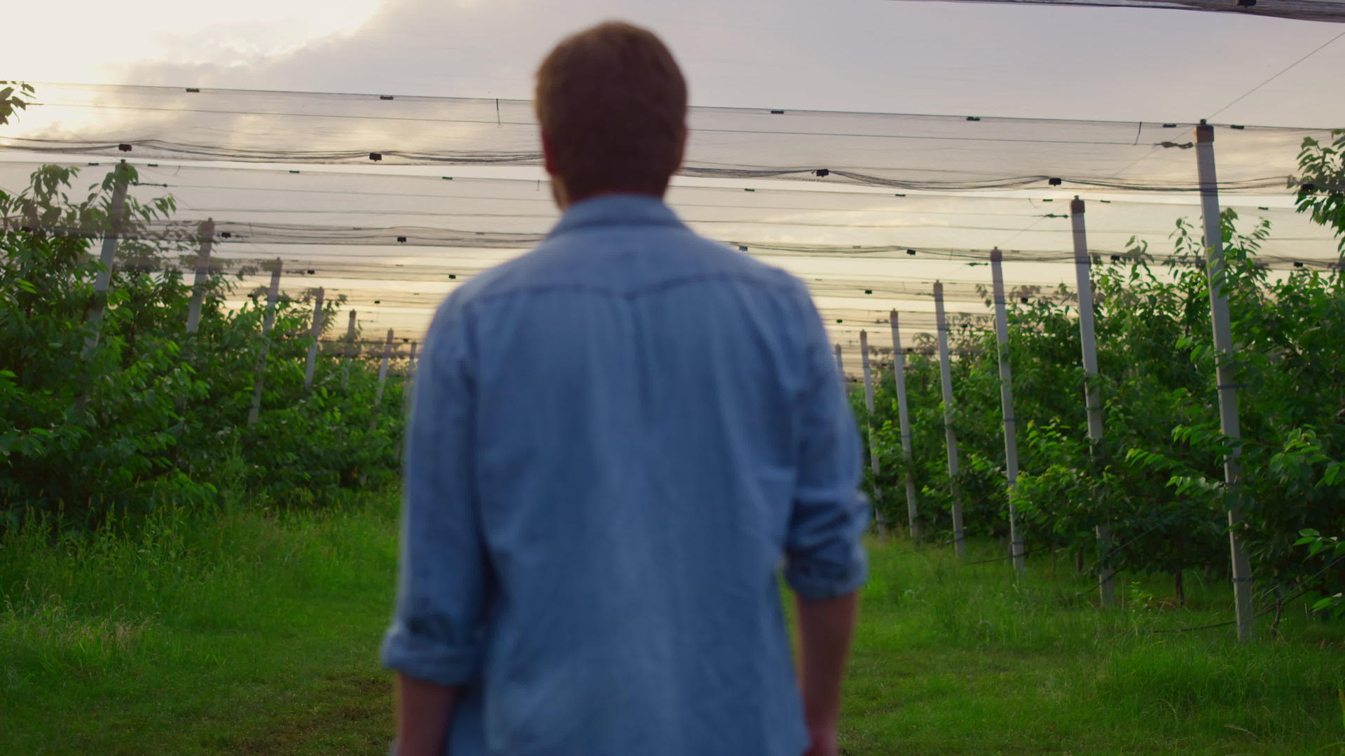 在美丽的日落农业种植园里农民独自行走温室视频的预览图