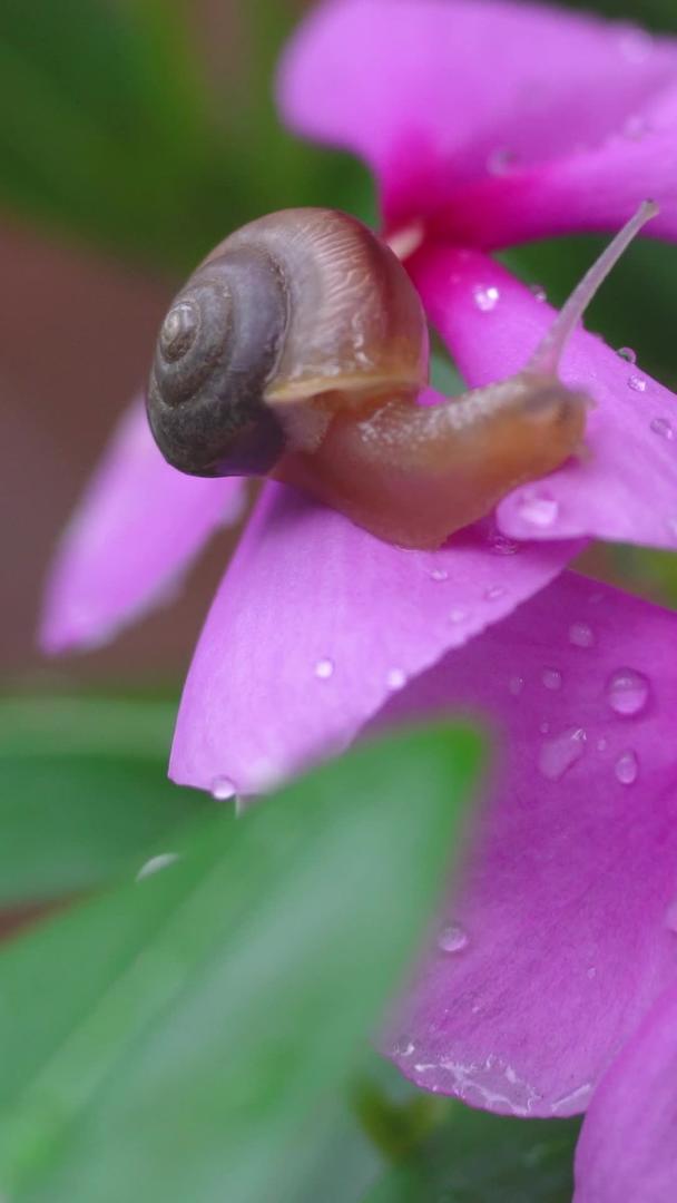 微距昆虫蜗牛在花中行走视频的预览图