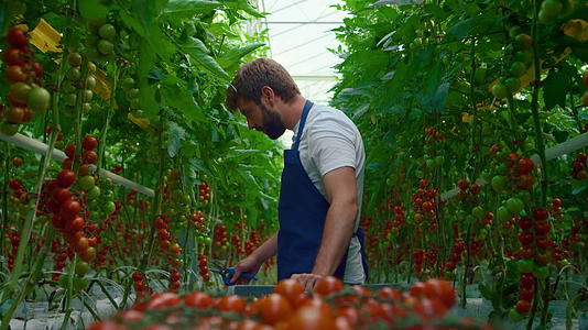 农民用蔬菜手推车在现代温室里收割西红柿视频的预览图