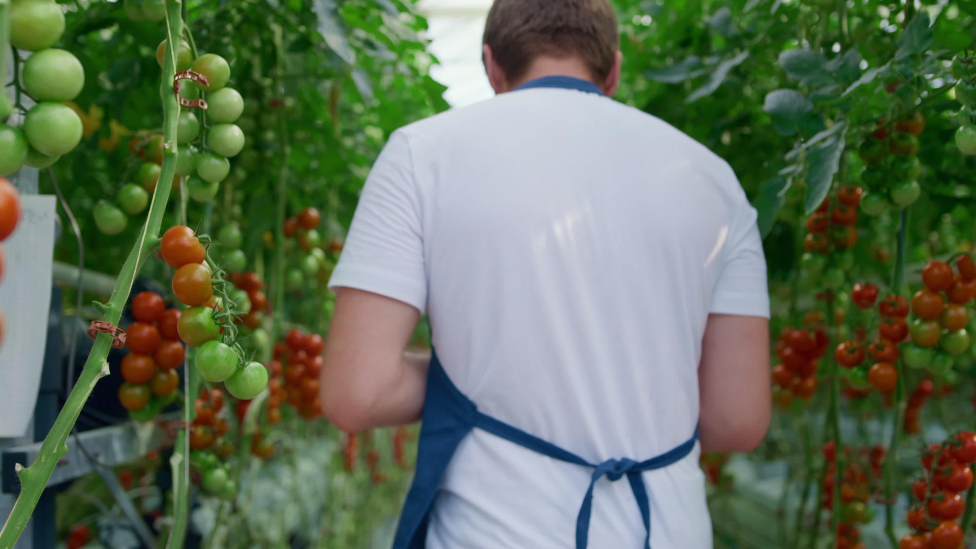 在温室中农业企业主使用平板电脑进行研究数据检查番茄视频的预览图