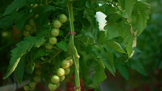 生长在温室里的成熟番茄收获视频的预览图