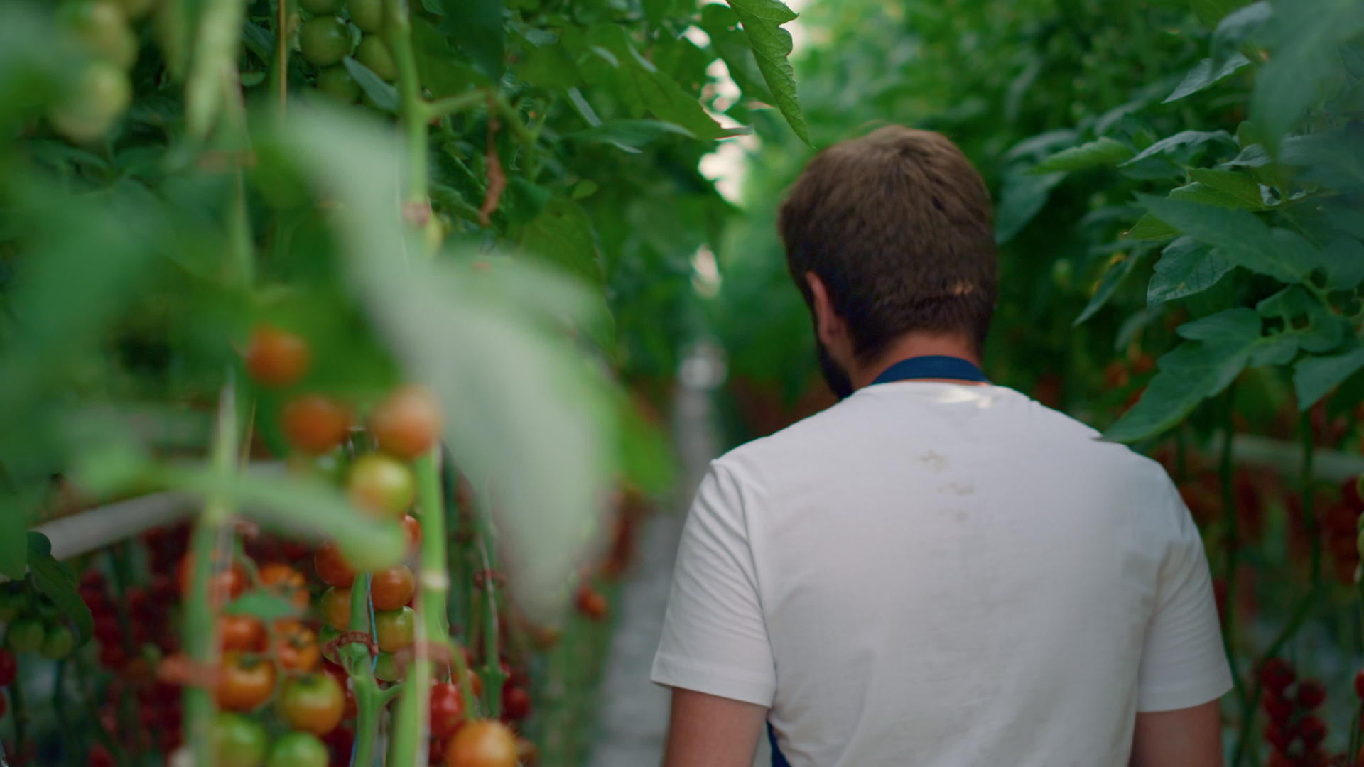 一对农业学家在蔬菜种植园检查番茄的作物质量视频的预览图
