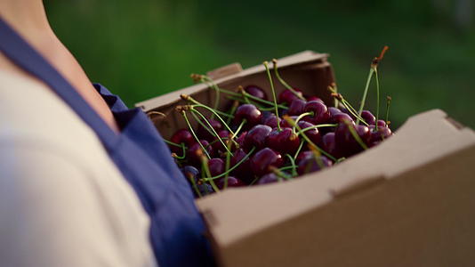 农业企业主持有樱桃作物生态生产在有机水果箱中视频的预览图