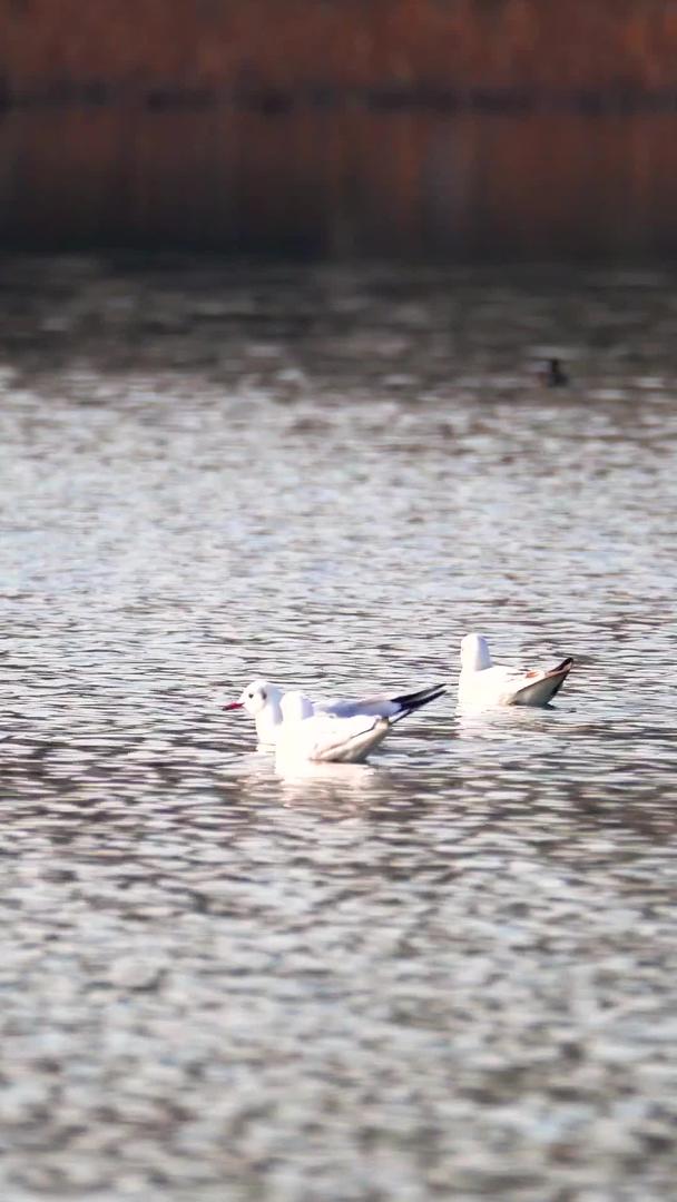 红嘴鸥冬季迁徙避寒自然生态视频素材视频的预览图