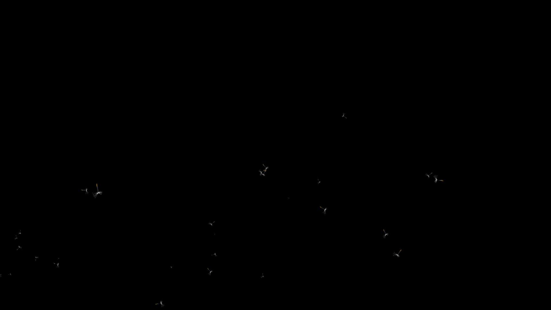 蒲公英粒子装饰视频的预览图