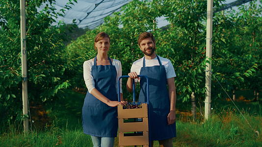 在阳光明媚的果园里农业企业主展示樱桃箱栽培视频的预览图