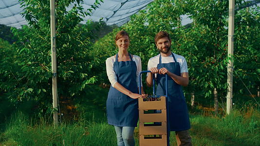 在阳光明媚的果园里农艺团队展示樱桃浆果收获篮子视频的预览图