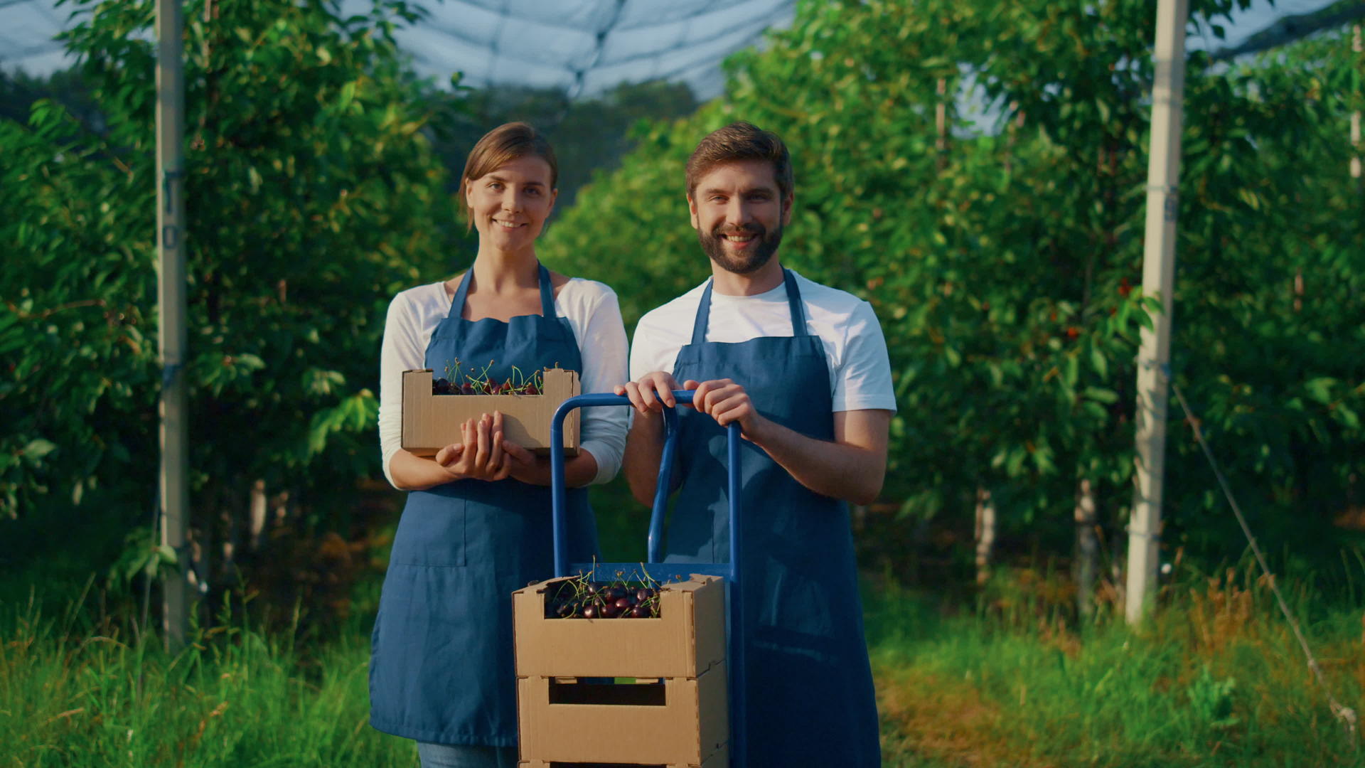 在现代农业种植园中企业家夫妇拿着收获的樱桃盒视频的预览图