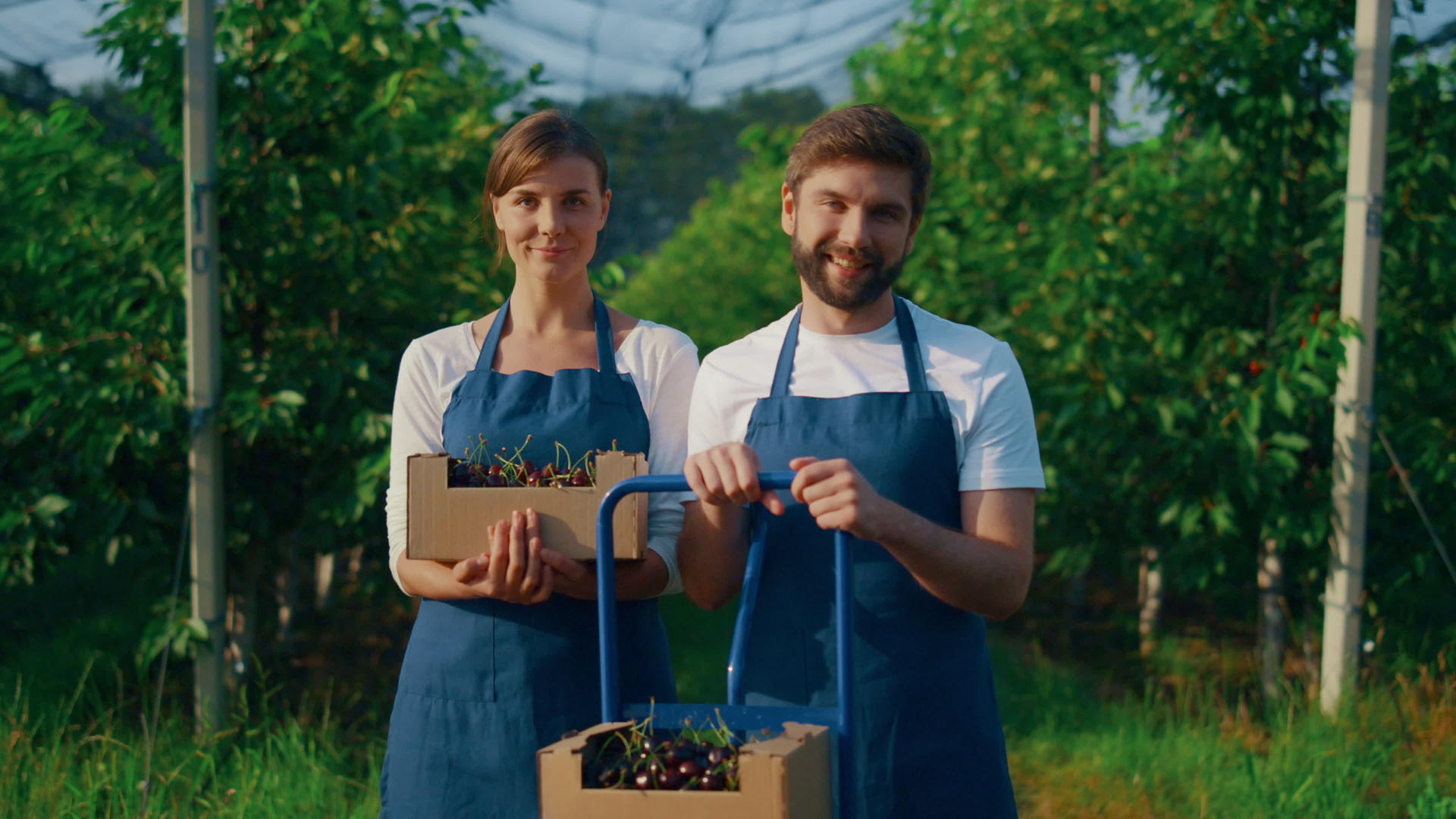 在生态农场地区的背景下两位农学家展示了樱桃果盒视频的预览图