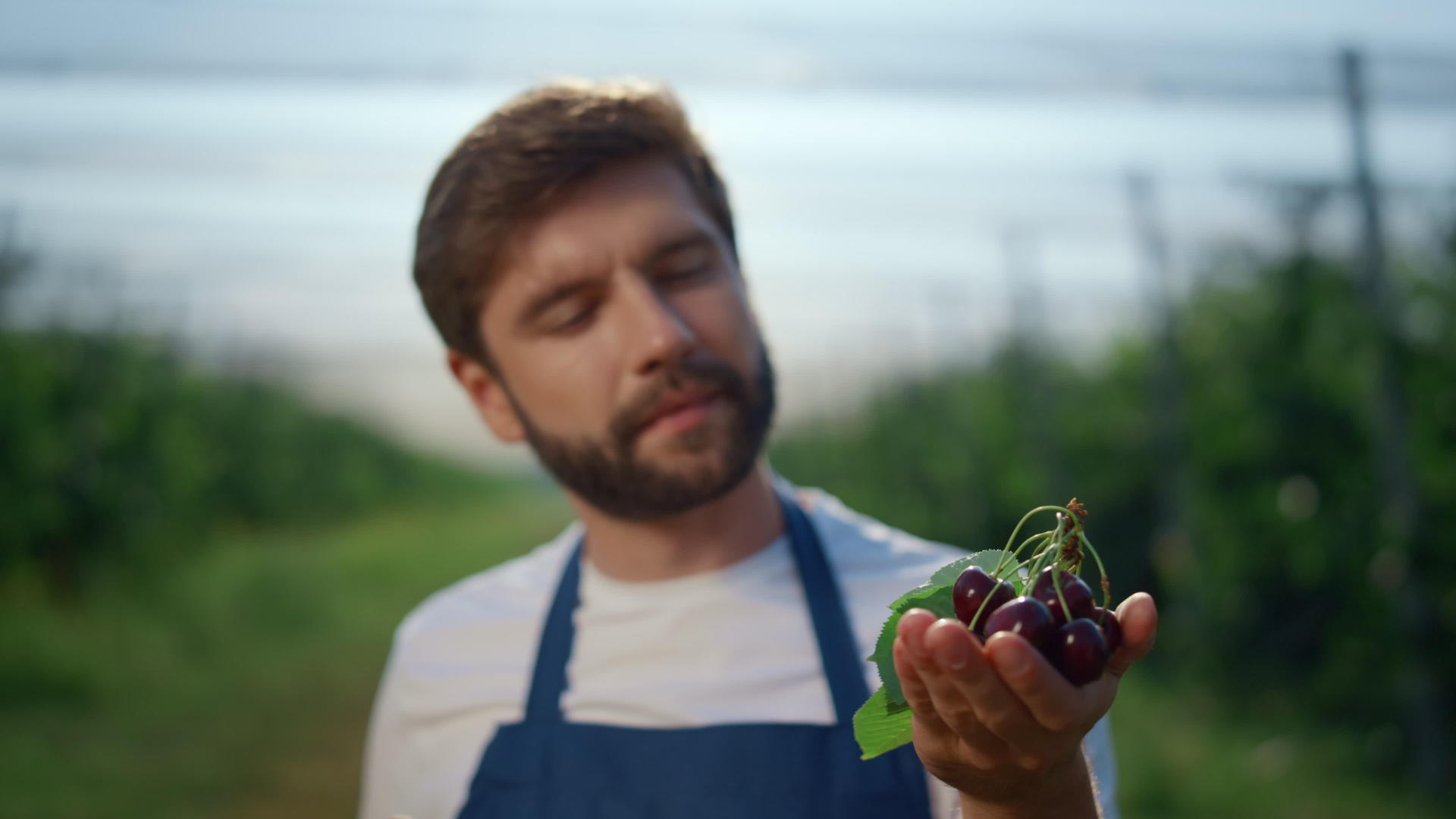 专注于在农场持有樱桃的企业家视频的预览图