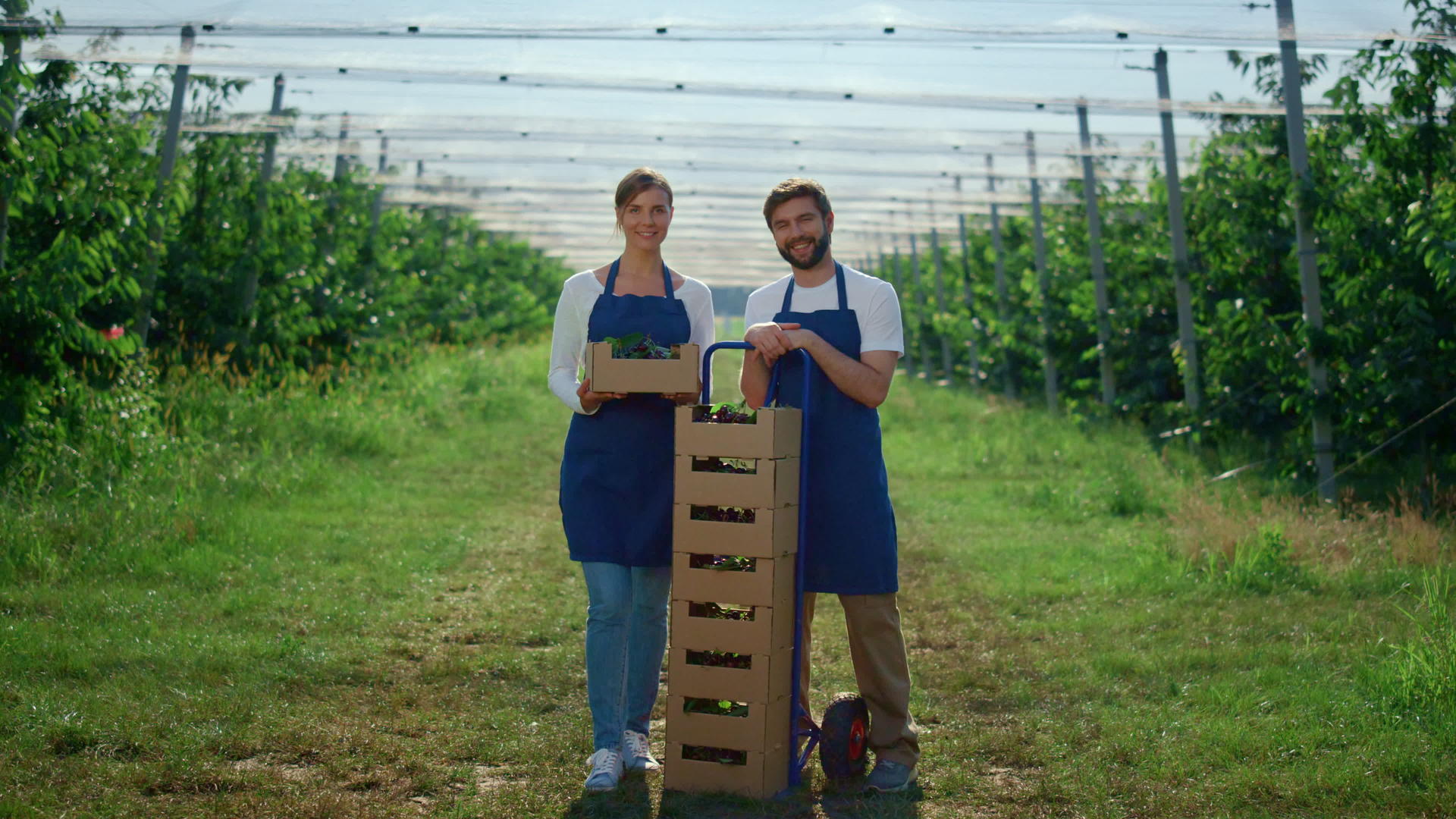吸引人的夫妇在现代阳光明媚的夏日花园里拿着浆果盒视频的预览图