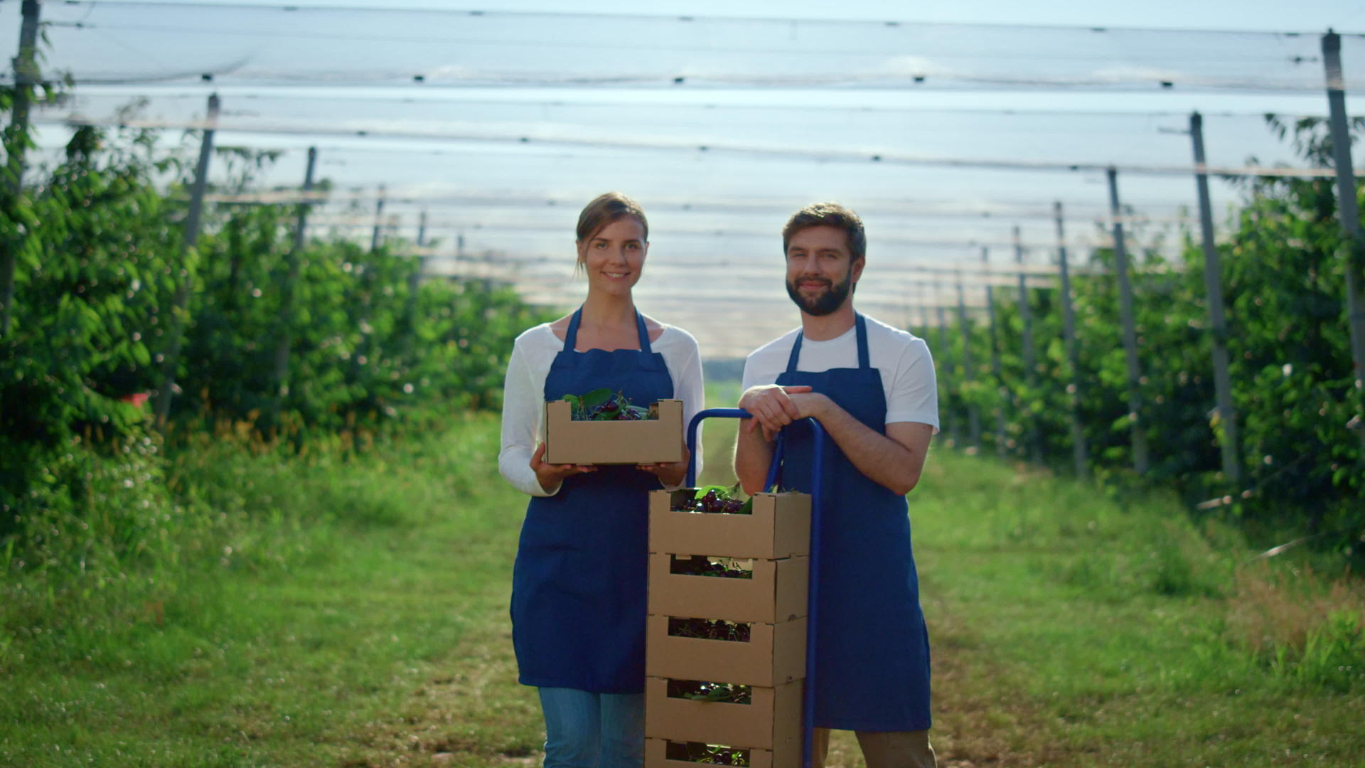 夏天美丽的夫妇用新鲜的水果盒在农场看相机视频的预览图
