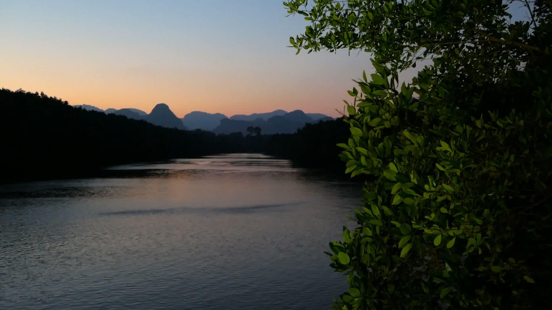 河上的灯光和前景中的一棵绿树视频的预览图