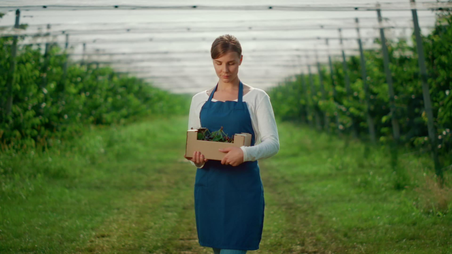 在温室里园丁女士拿着装满果园樱桃的盒子视频的预览图