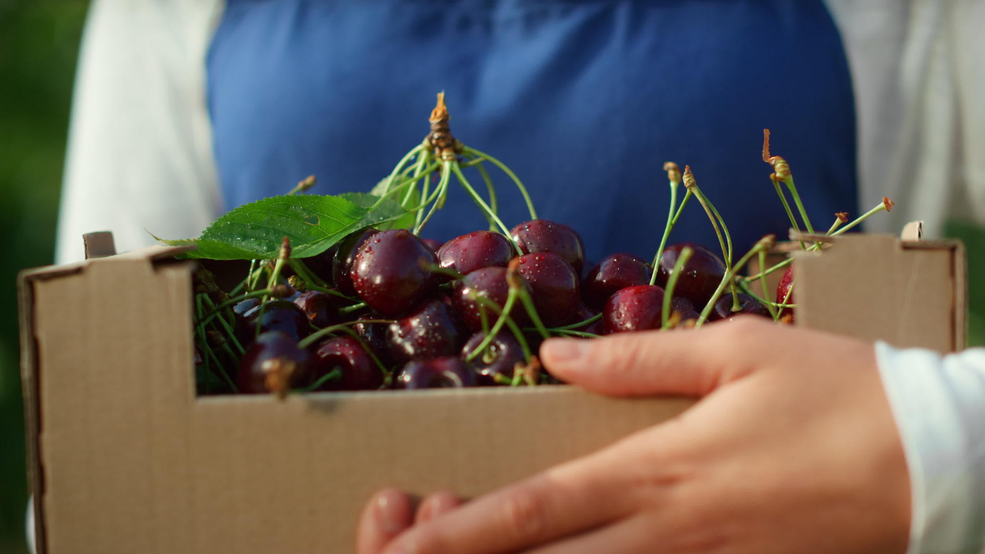 在阳光明媚的现代种植园里农民们手里拿着一盒装有新鲜果园樱桃的盒子视频的预览图