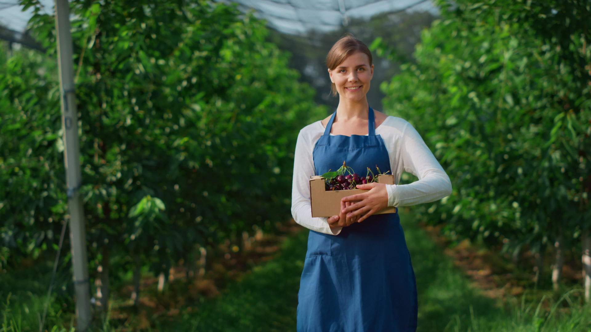 花园女性在农业有机樱桃农场拿着盒子收获的概念视频的预览图