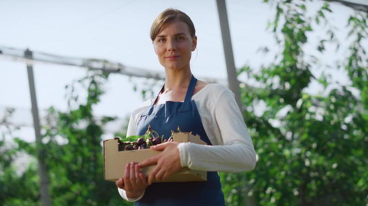 在阳光明媚的现代农业种植园里女农艺师拿着浆果盒视频的预览图