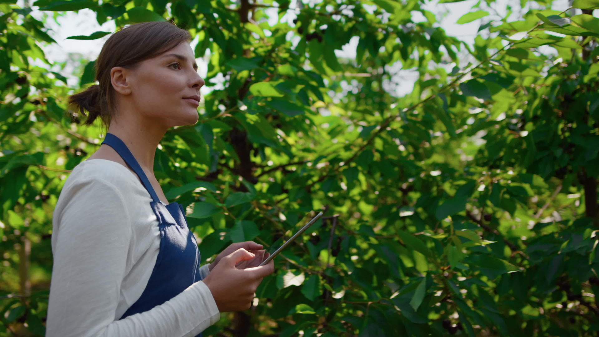 女性农业科学家在种植园用平板电脑检查种植过程视频的预览图