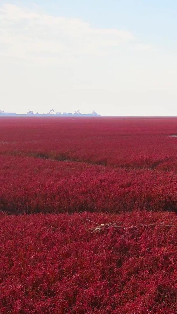 5A级红海滩国家风景廊道湿地视频的预览图