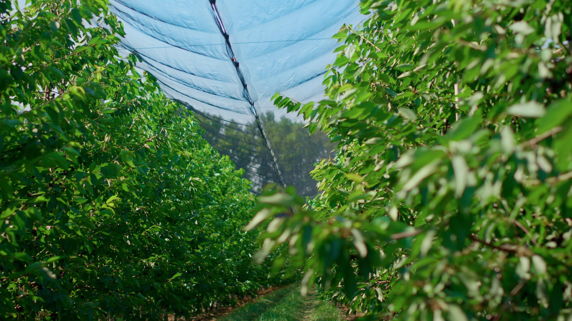 绿树为素食者在温室种植有机水果视频的预览图