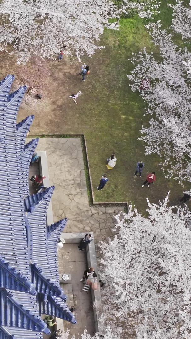 无锡太湖头渚樱花楼航拍视频的预览图