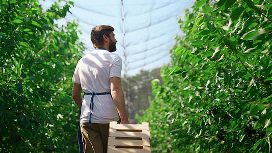 种植园工人在温室里运送新鲜水果收获箱视频的预览图