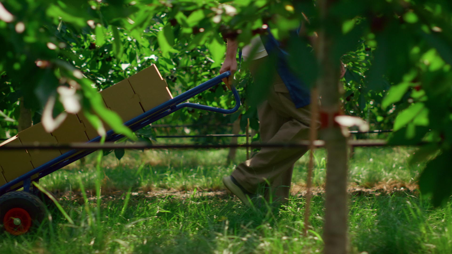 在绿色阳光花园的概念中农学家移动带水果的收获箱视频的预览图