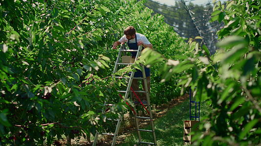 农场工人在阳光明媚的农田种植理念中从树上采摘浆果视频的预览图