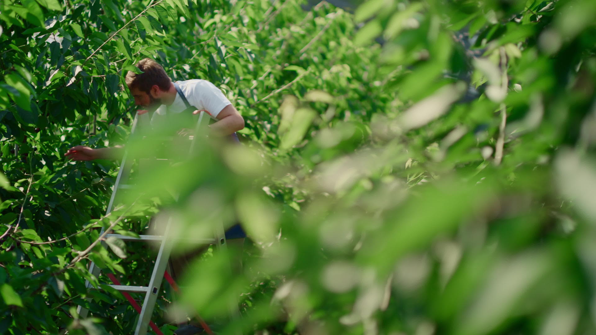 在阳光明媚的绿色种植园里农场工人从树上采摘浆果视频的预览图