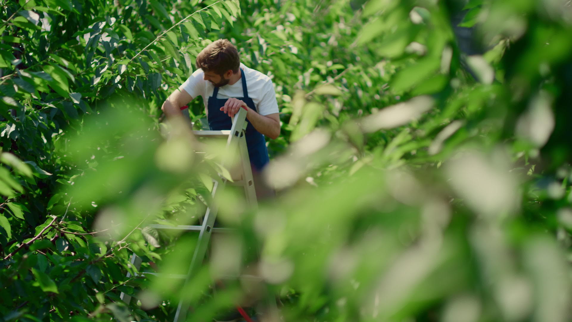 男农学家在阳光明媚的夏季果园理念中采摘有机樱桃视频的预览图