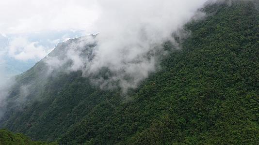 山顶上的雨林是雾蒙蒙的视频的预览图