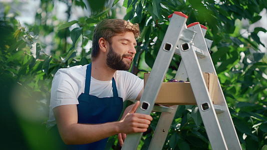在有机农场采摘新鲜浆果时农业综合企业男工微笑视频的预览图