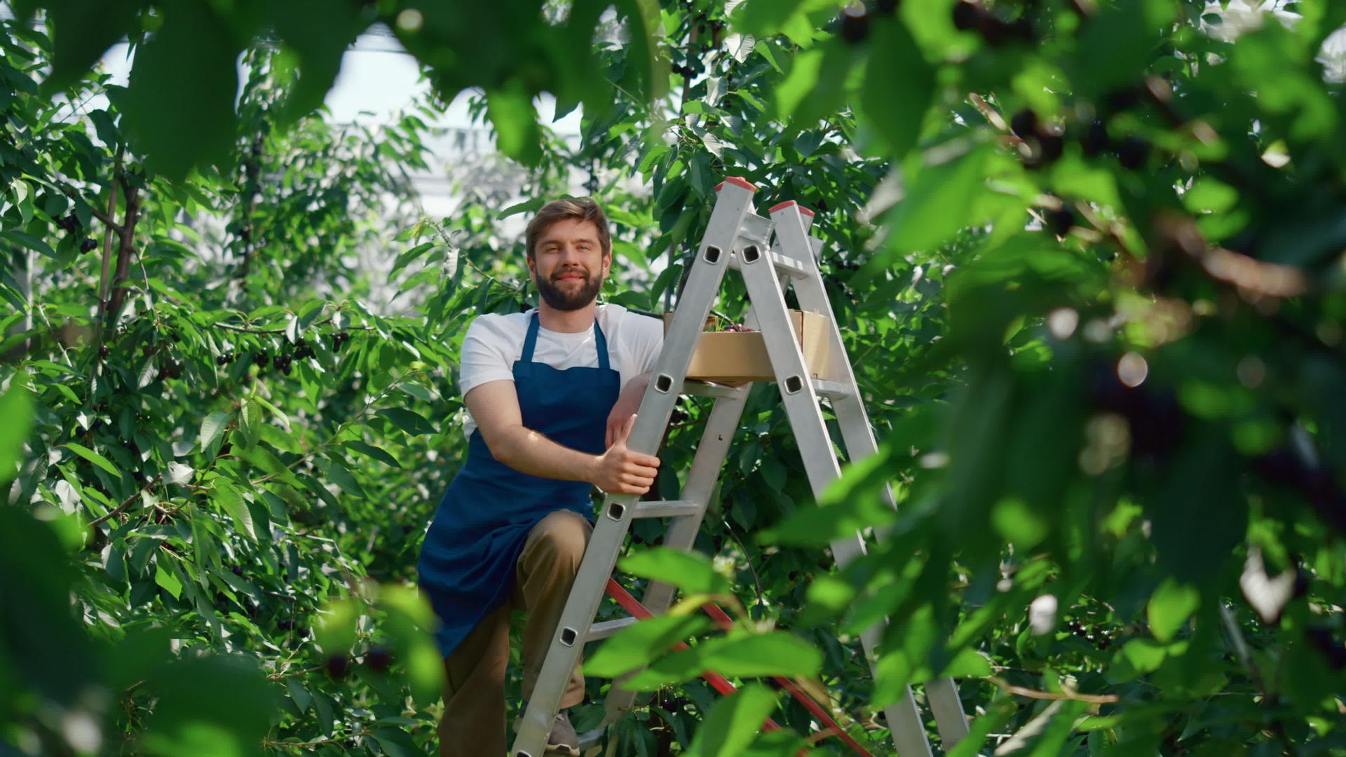 在阳光明媚、温暖的夏日绿色大浆果种植园的园艺工人视频的预览图