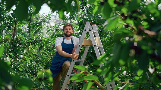 在阳光明媚、温暖的夏日绿色大浆果种植园的园艺工人视频的预览图