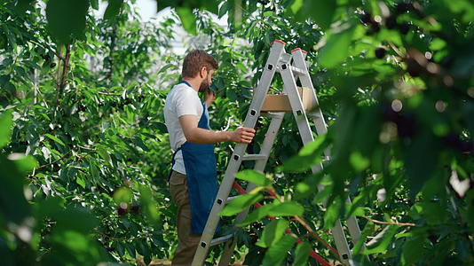 花园工人在宁静的花园阳光明媚的日子里收获了新鲜的红色酸樱桃视频的预览图