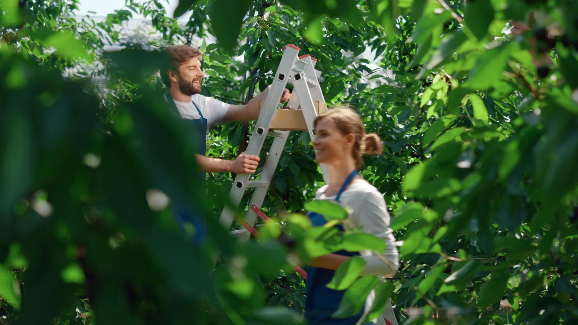 在大型有机农田采摘水果享受过程中园丁团队视频的预览图