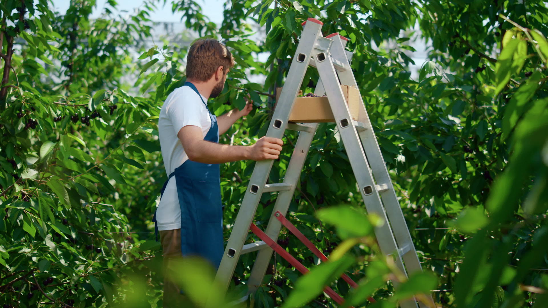 农民合作种植园收集浆果检查生产水平视频的预览图