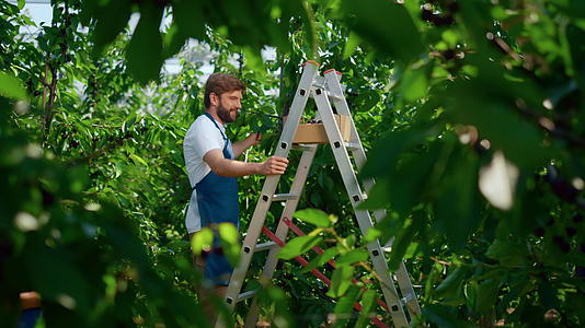 在温暖的夏季花园里农业专家监测栽培过程视频的预览图