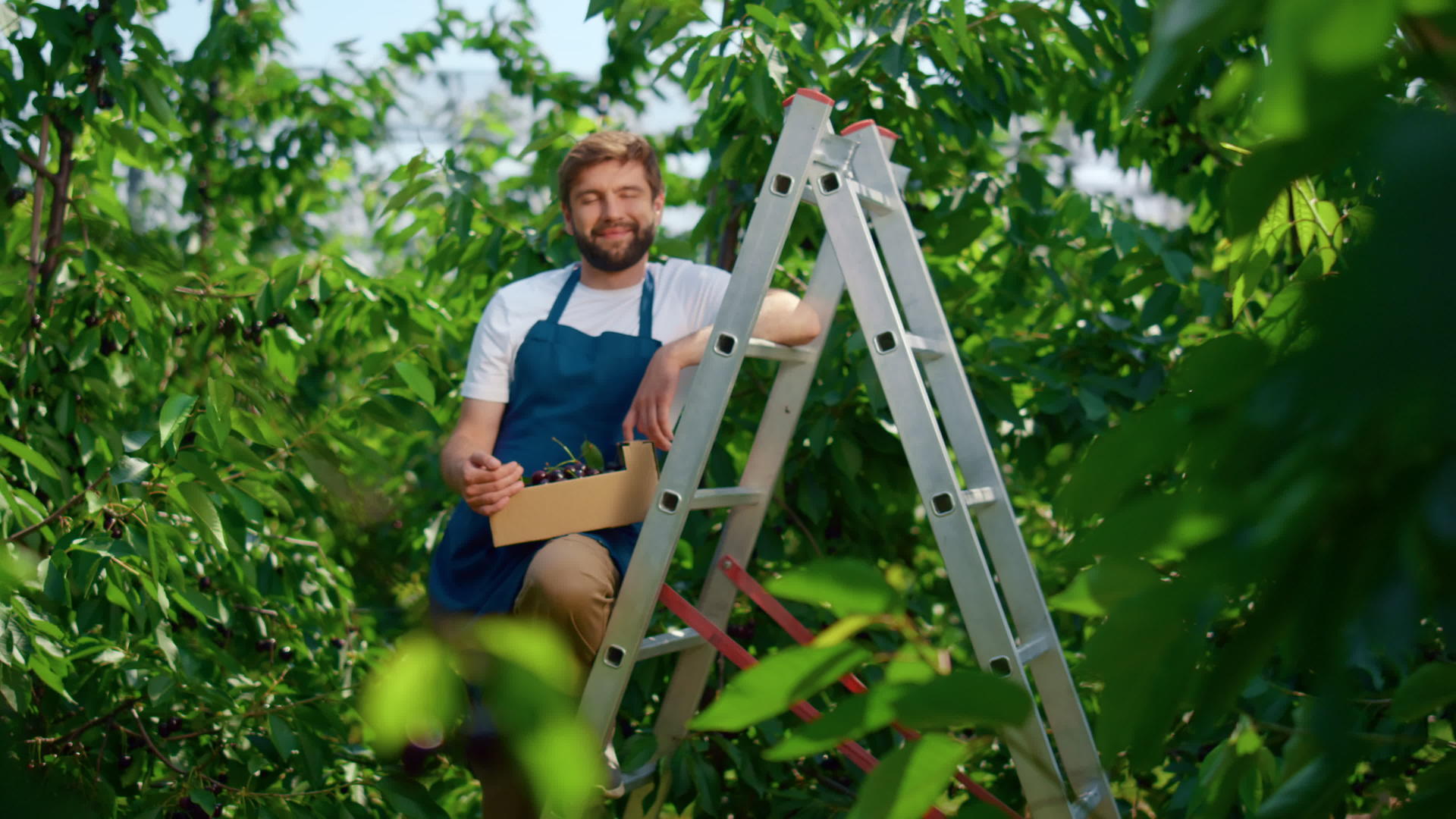 在有机种植园阳光明媚的日子里农民们拿着樱桃盒视频的预览图