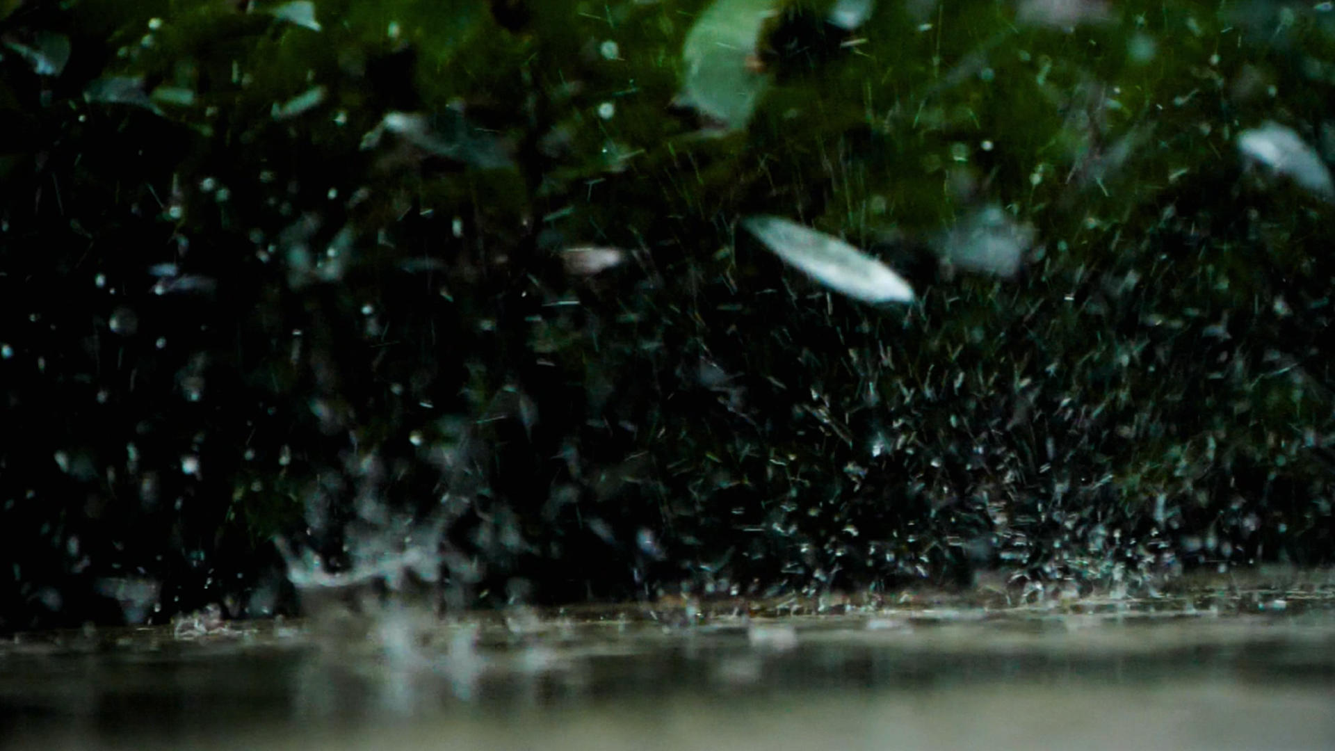 升格暴雨雨滴雨花雷阵雨视频的预览图