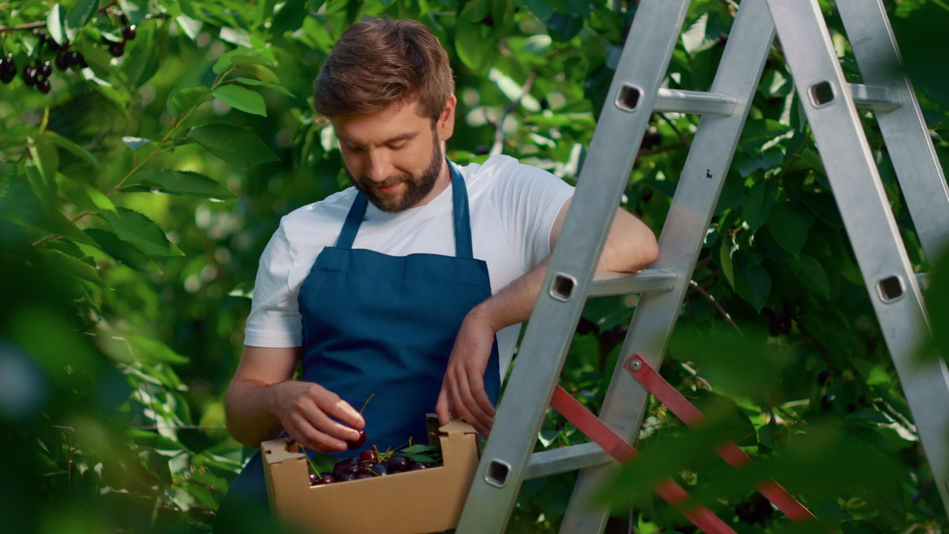 农场工人在绿树种植园里微笑着收获浆果盒子视频的预览图