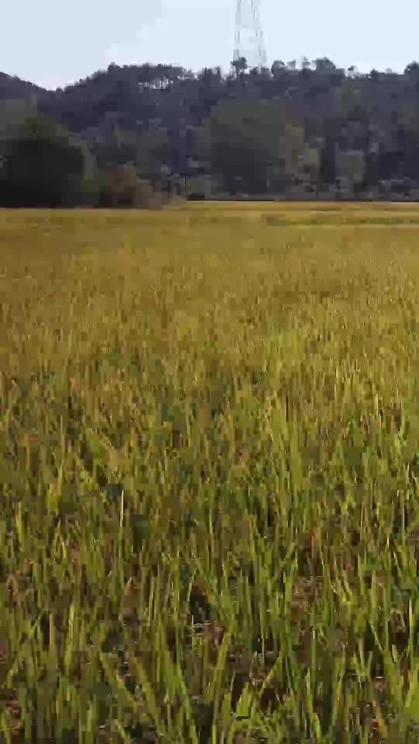 秋季稻谷丰收季节航拍视频的预览图